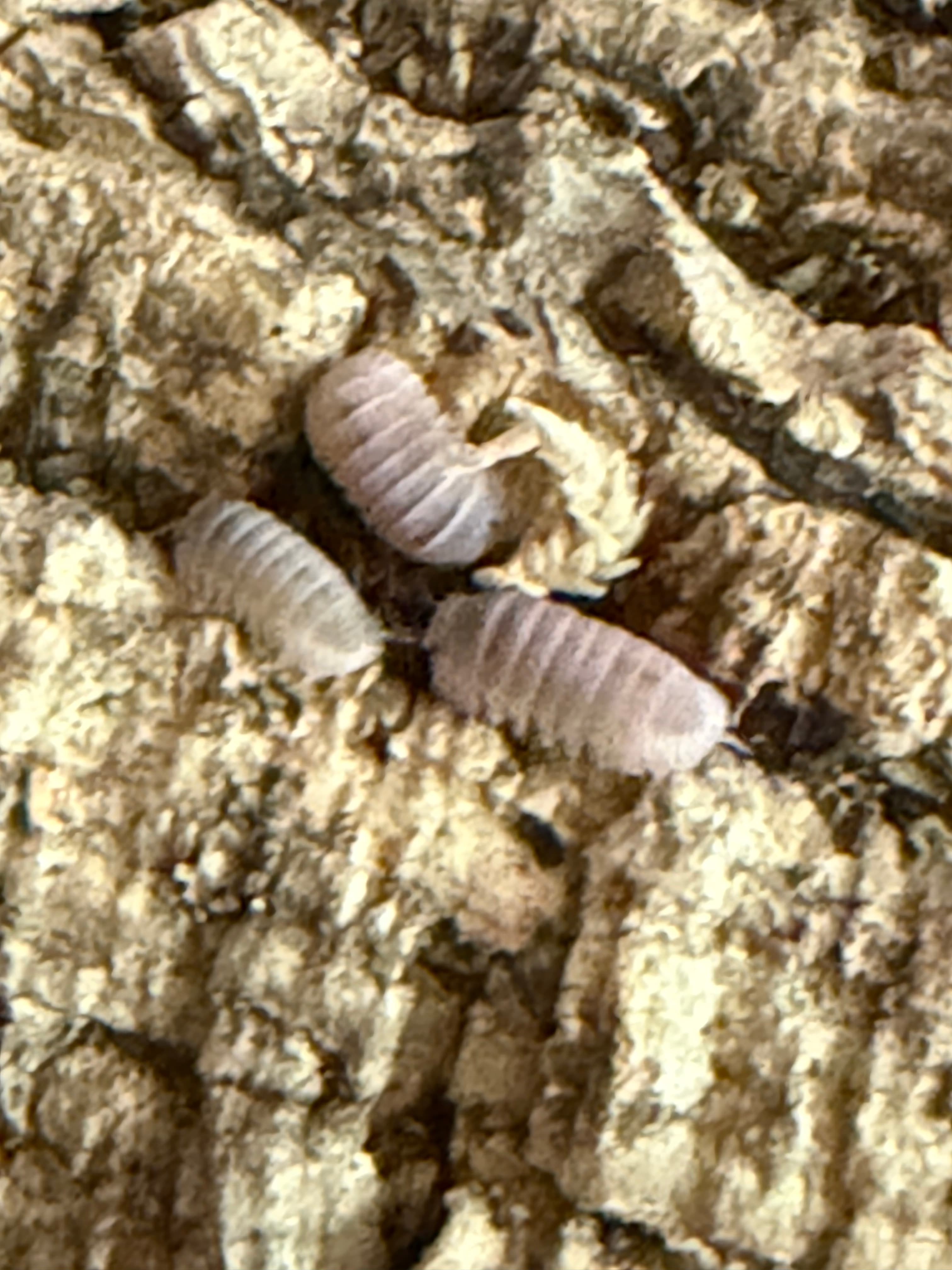 IMG_4090.jpeg