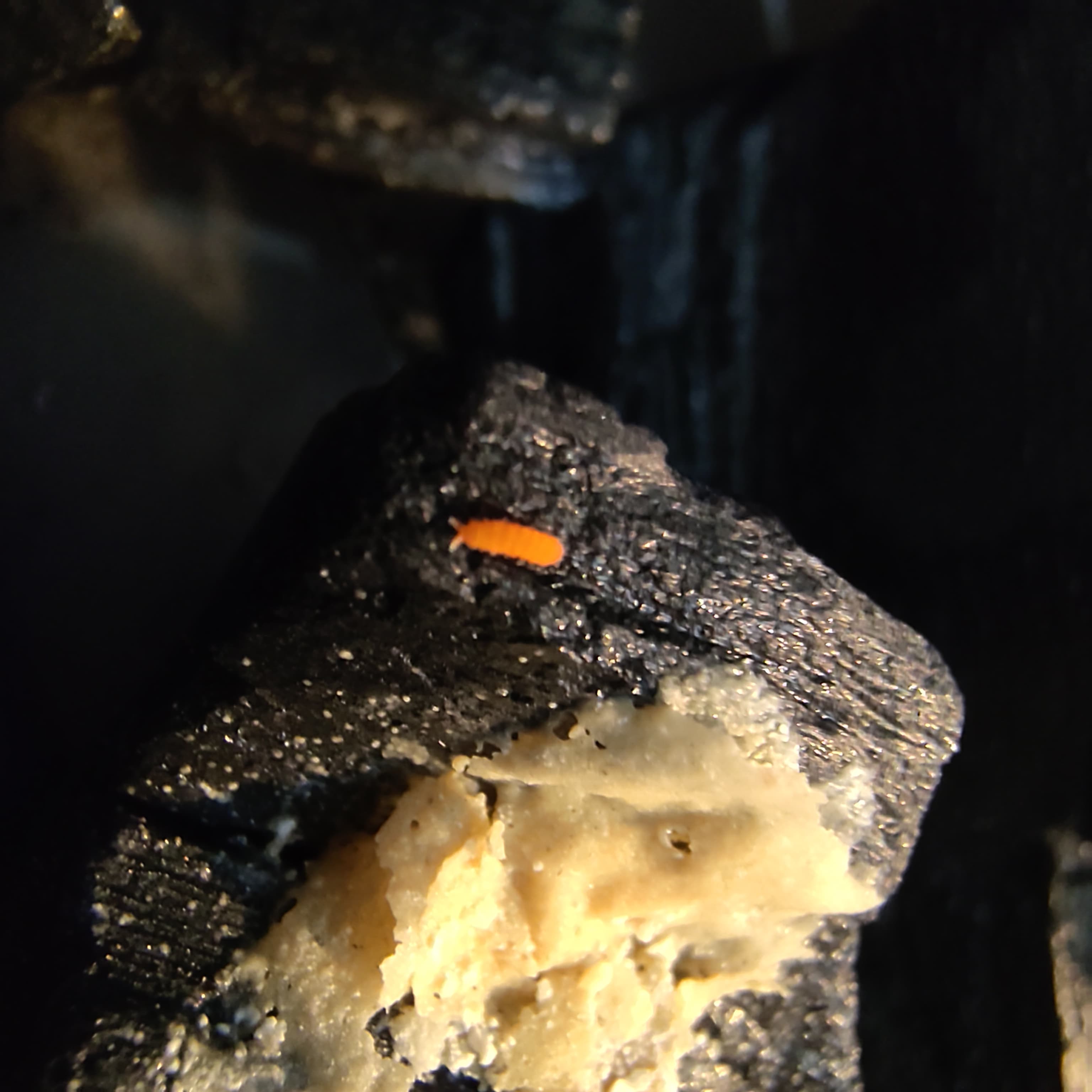 red Springtail
