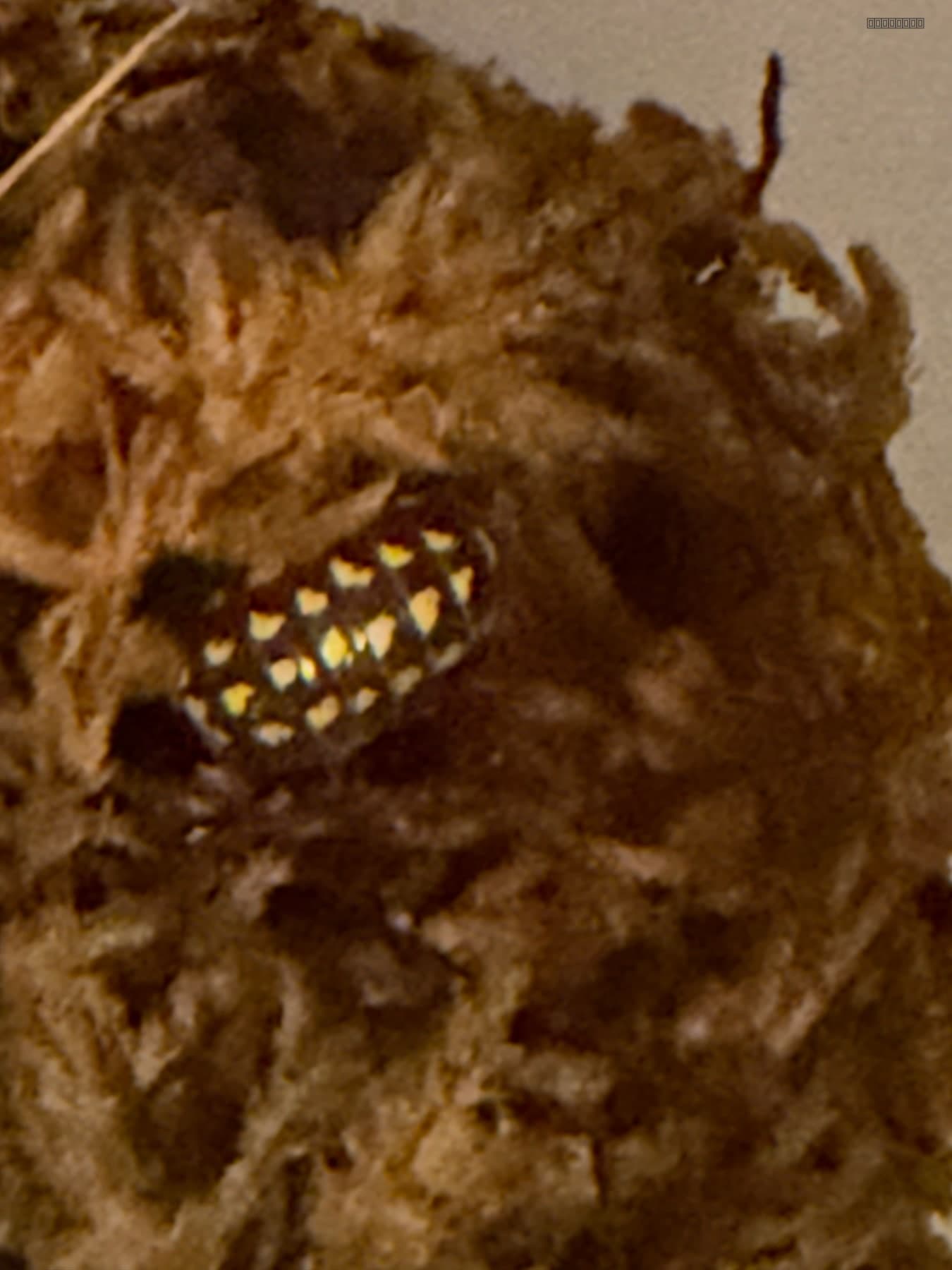 Gestroi Gold Spot